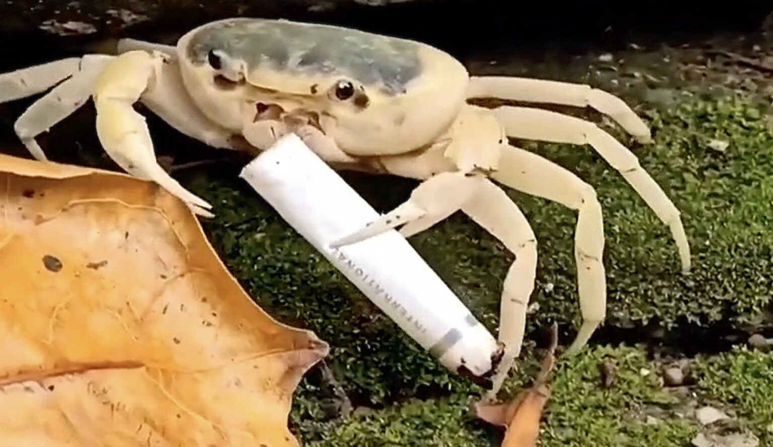 A rare freshwater crab in Taiwan was seen carrying a cigarette butt highlighting the threat of littering as toxic waste pushes the Geothelphusa makatao species closer to extinction.