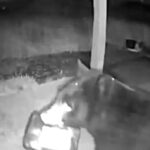 A black bear was caught on CCTV stealing a porch package in Washington, only to find a sweater instead of food, prompting wildlife officials to warn about hungry “furry pirates.”