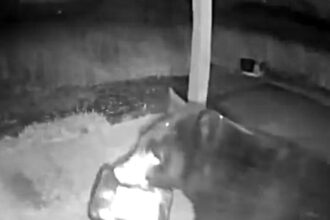 A black bear was caught on CCTV stealing a porch package in Washington, only to find a sweater instead of food, prompting wildlife officials to warn about hungry “furry pirates.”