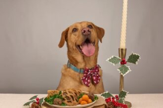 A former Charlie Bigham’s chef has created a luxury £14.95 beef wellington for dogs, featuring prime steak, liver, and parsley pastry as part of a festive fine dining collection.