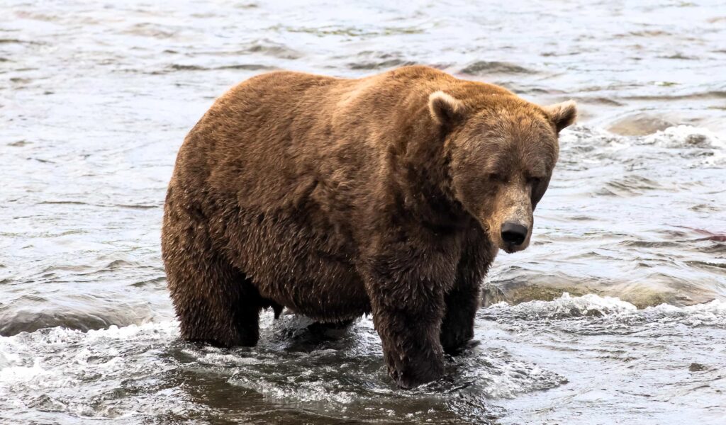 Chunk 32 has been crowned Fat Bear Week 2025 champion after finally securing victory with over 96,000 votes, weighing an enormous 1,200 lbs in Alaska’s Katmai National Park.