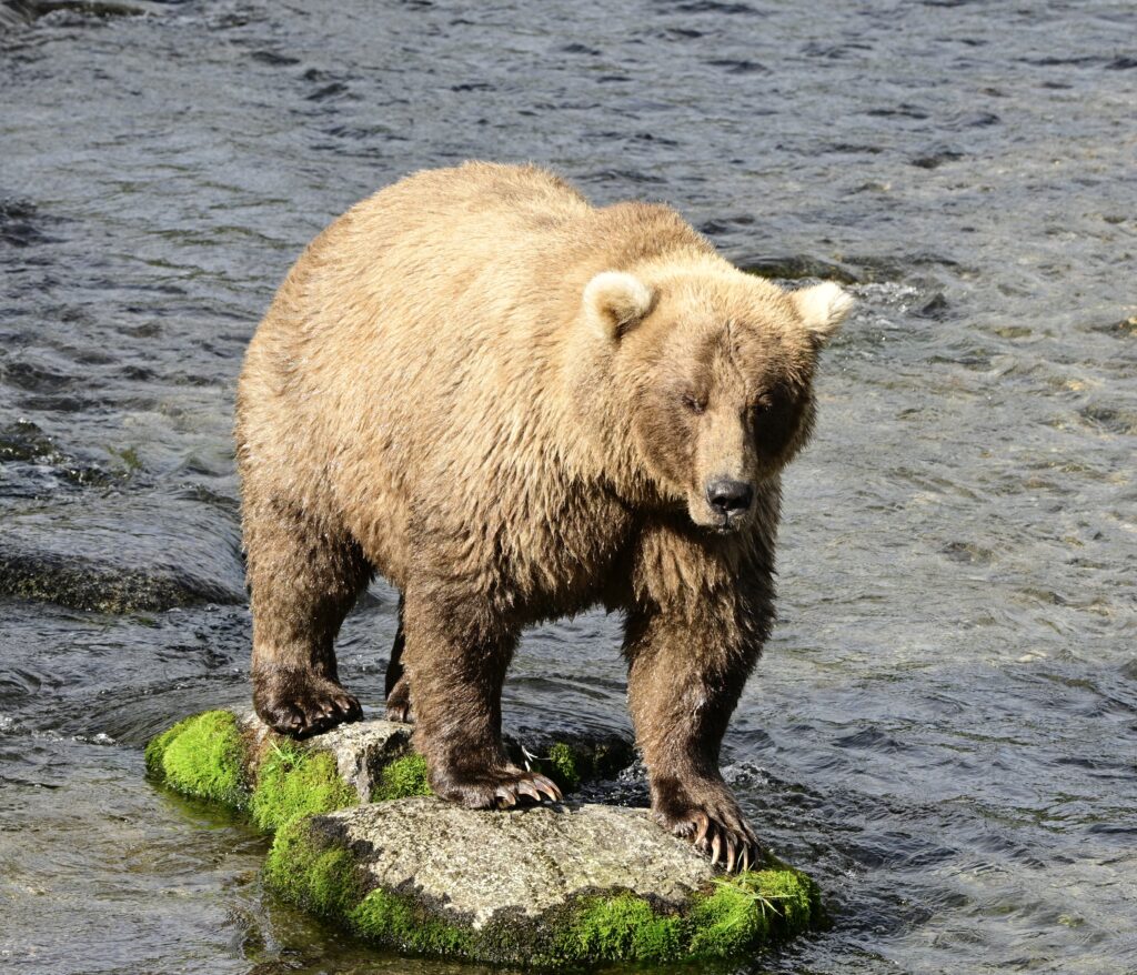 Chunk 32 has been crowned Fat Bear Week 2025 champion after finally securing victory with over 96,000 votes, weighing an enormous 1,200 lbs in Alaska’s Katmai National Park.