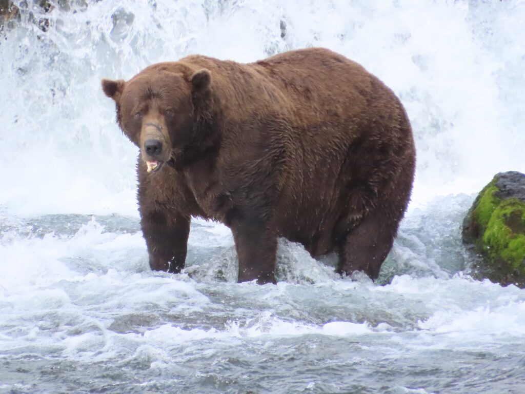 Chunk 32 has been crowned Fat Bear Week 2025 champion after finally securing victory with over 96,000 votes, weighing an enormous 1,200 lbs in Alaska’s Katmai National Park.
