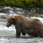 Chunk 32 has been crowned Fat Bear Week 2025 champion after finally securing victory with over 96,000 votes, weighing an enormous 1,200 lbs in Alaska’s Katmai National Park.