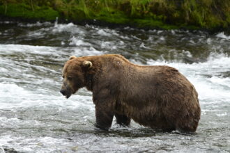 Chunk 32 has been crowned Fat Bear Week 2025 champion after finally securing victory with over 96,000 votes, weighing an enormous 1,200 lbs in Alaska’s Katmai National Park.