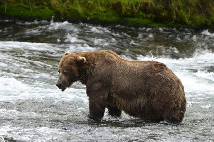 Chunk 32 has been crowned Fat Bear Week 2025 champion after finally securing victory with over 96,000 votes, weighing an enormous 1,200 lbs in Alaska’s Katmai National Park.