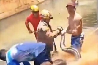 Tourists were stunned when firefighters removed a 16ft anaconda hiding under pool steps at a Brazil resort, using tools to free and safely release the massive snake.