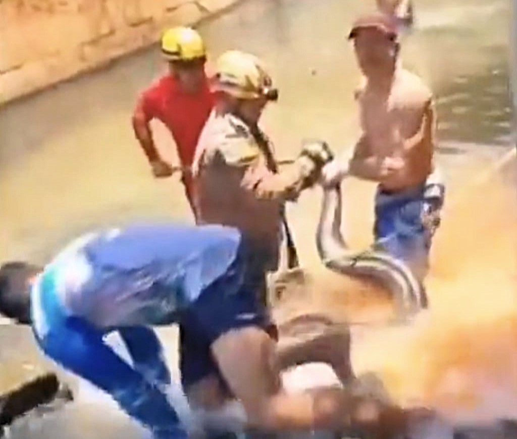 Tourists were stunned when firefighters removed a 16ft anaconda hiding under pool steps at a Brazil resort, using tools to free and safely release the massive snake.