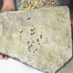 A newly discovered Jurassic fossil on Scotland’s Isle of Skye reveals Breugnathair elgolensis a fanged reptile with snake like jaws offering fresh insight into lizard and snake evolution.