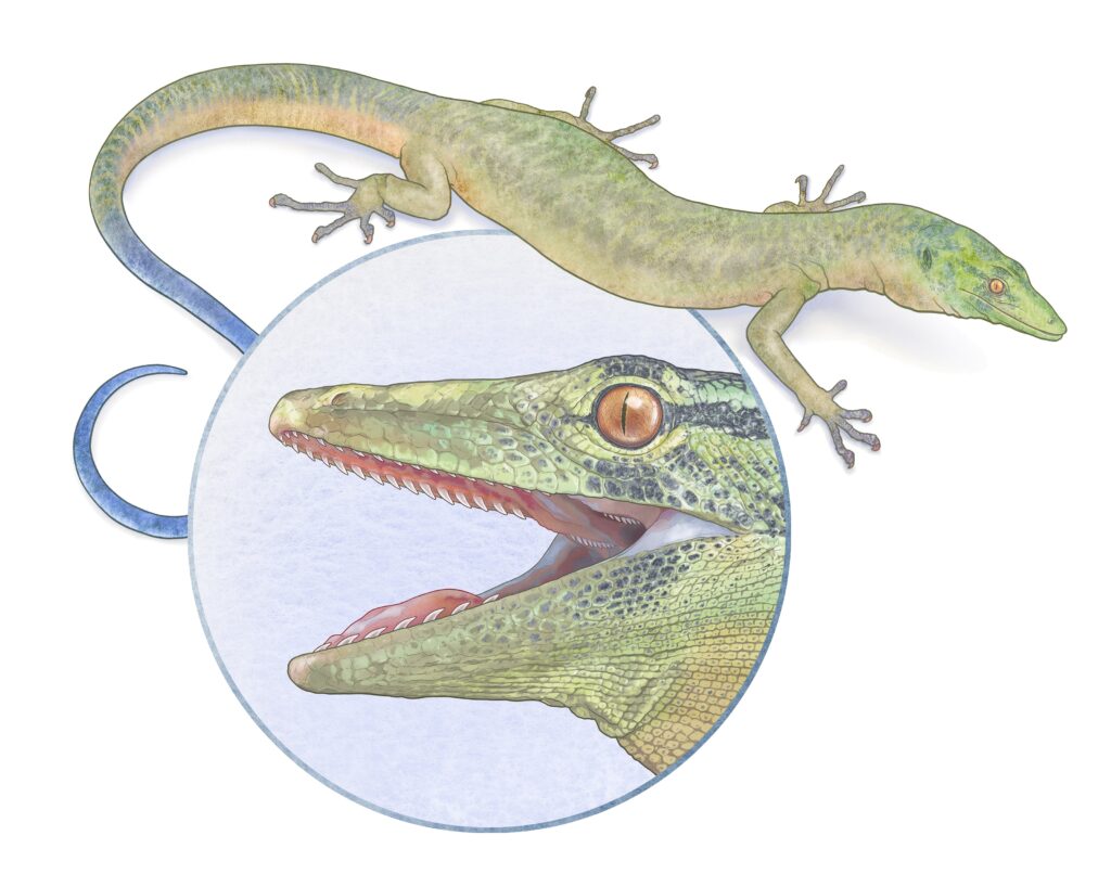 A newly discovered Jurassic fossil on Scotland’s Isle of Skye reveals Breugnathair elgolensis a fanged reptile with snake like jaws offering fresh insight into lizard and snake evolution.