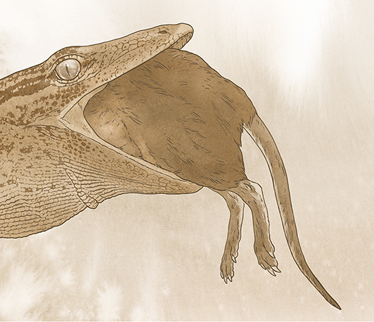 A newly discovered Jurassic fossil on Scotland’s Isle of Skye reveals Breugnathair elgolensis a fanged reptile with snake like jaws offering fresh insight into lizard and snake evolution.
