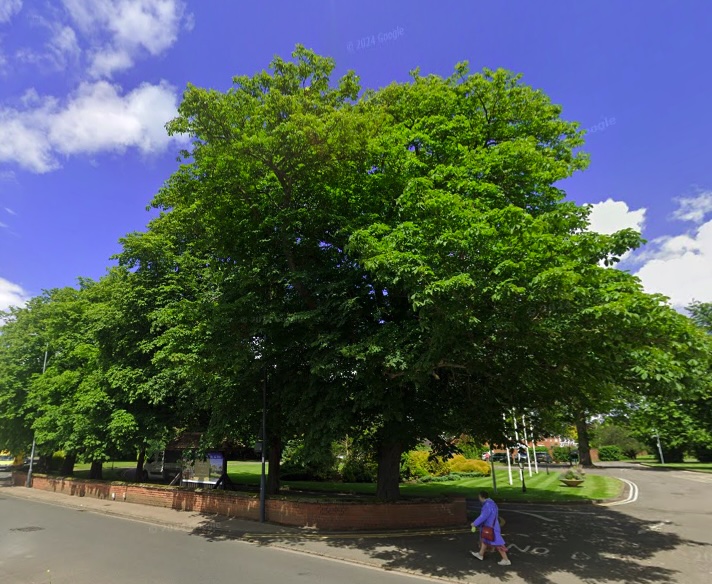 Police in Stratford-upon-Avon rescued four baby squirrels named Alvin, Simon, Theodore and Keith after finding them in a fallen tree blown down during Storm Amy.