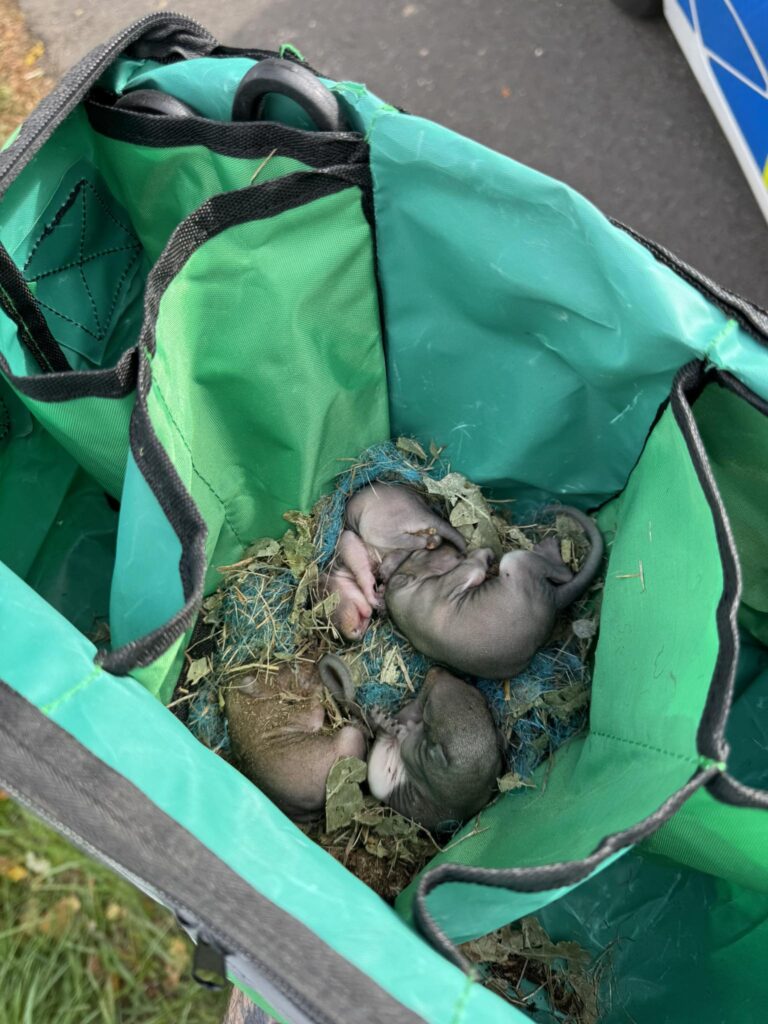 Police in Stratford-upon-Avon rescued four baby squirrels named Alvin, Simon, Theodore and Keith after finding them in a fallen tree blown down during Storm Amy.