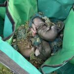 Police in Stratford-upon-Avon rescued four baby squirrels named Alvin, Simon, Theodore and Keith after finding them in a fallen tree blown down during Storm Amy.