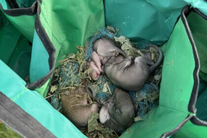 Police in Stratford-upon-Avon rescued four baby squirrels named Alvin, Simon, Theodore and Keith after finding them in a fallen tree blown down during Storm Amy.