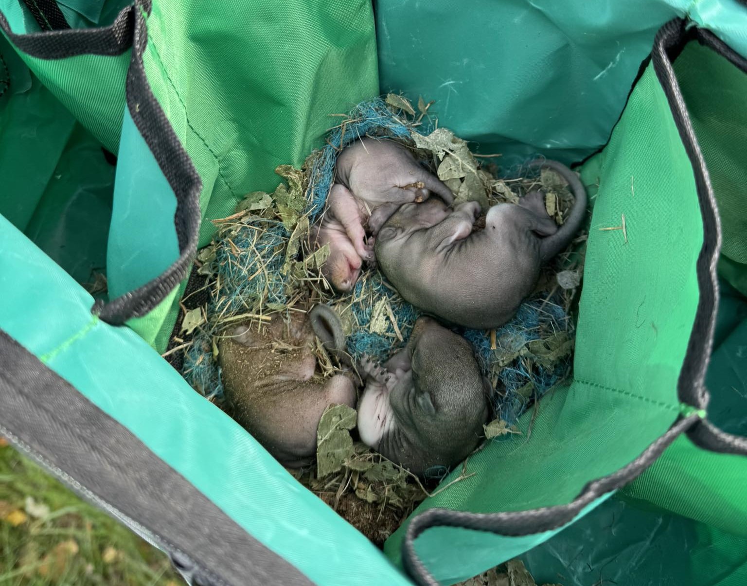 Police in Stratford-upon-Avon rescued four baby squirrels named Alvin, Simon, Theodore and Keith after finding them in a fallen tree blown down during Storm Amy.