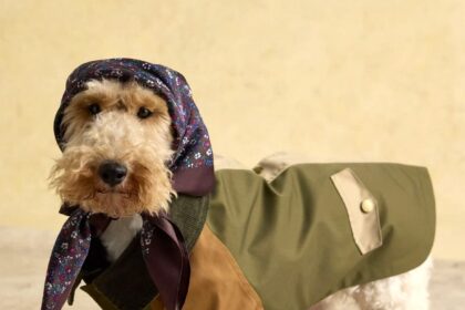 A Joules advert showing a dog in a £37 coat and floral headscarf has left shoppers amused and confused, sparking debate online over whether it’s stylish or just silly.