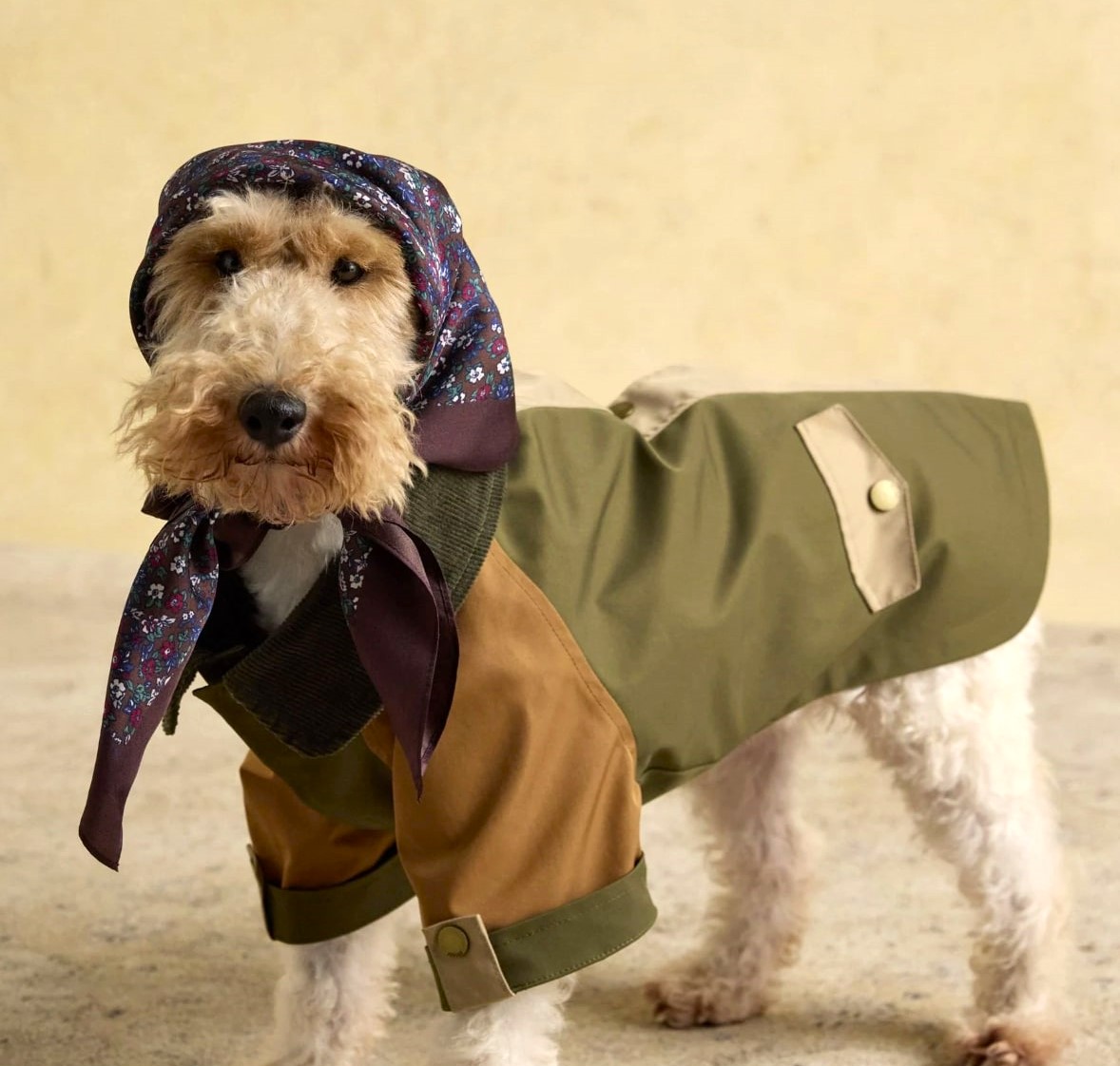 A Joules advert showing a dog in a £37 coat and floral headscarf has left shoppers amused and confused, sparking debate online over whether it’s stylish or just silly.