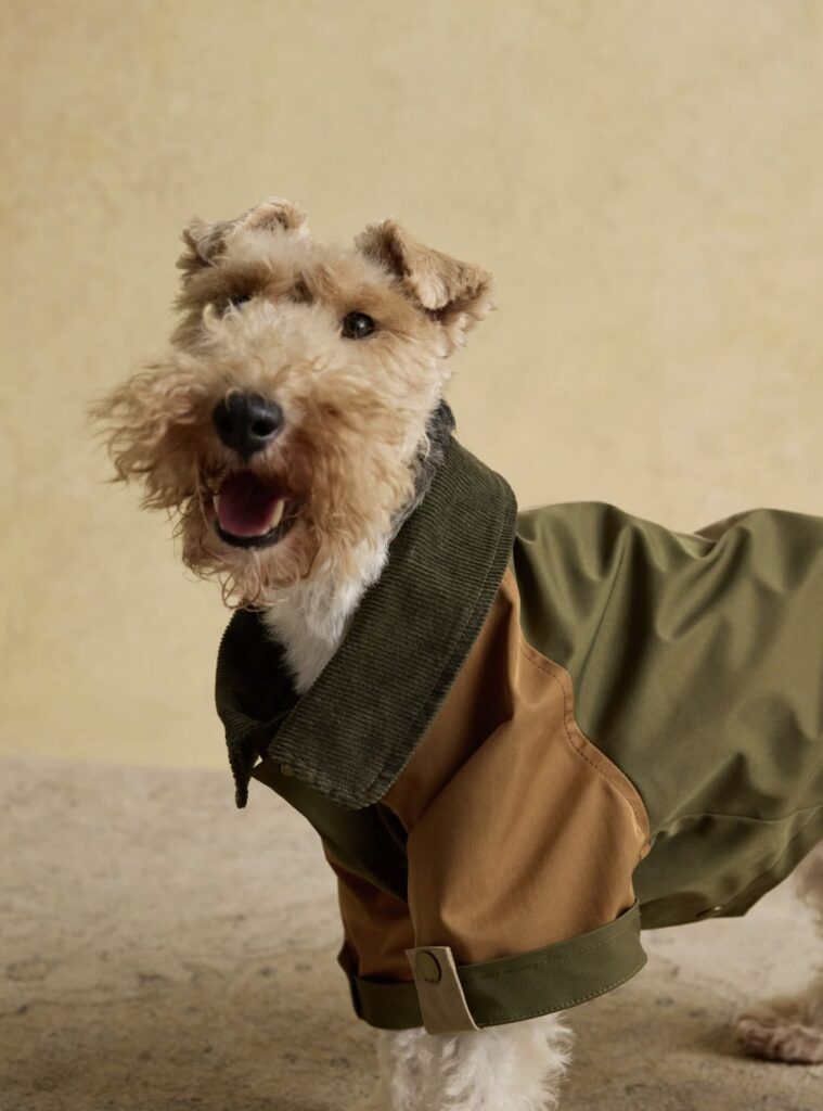 A Joules advert showing a dog in a £37 coat and floral headscarf has left shoppers amused and confused, sparking debate online over whether it’s stylish or just silly.