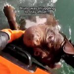 Heroic RNLI crews rescued Bruno the dog from dangerous seas off Llandudno, pulling him to safety after he battled strong tides, with emotional footage praised online.