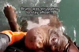 Heroic RNLI crews rescued Bruno the dog from dangerous seas off Llandudno, pulling him to safety after he battled strong tides, with emotional footage praised online.
