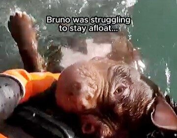 Heroic RNLI crews rescued Bruno the dog from dangerous seas off Llandudno, pulling him to safety after he battled strong tides, with emotional footage praised online.