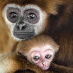 A wildlife photographer captured a touching moment at Skopje Zoo as a mother gibbon cradled her newborn baby, with the heartwarming images melting hearts worldwide.