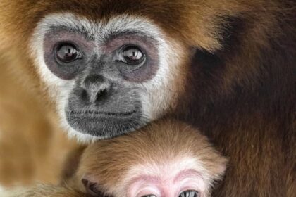 A wildlife photographer captured a touching moment at Skopje Zoo as a mother gibbon cradled her newborn baby, with the heartwarming images melting hearts worldwide.