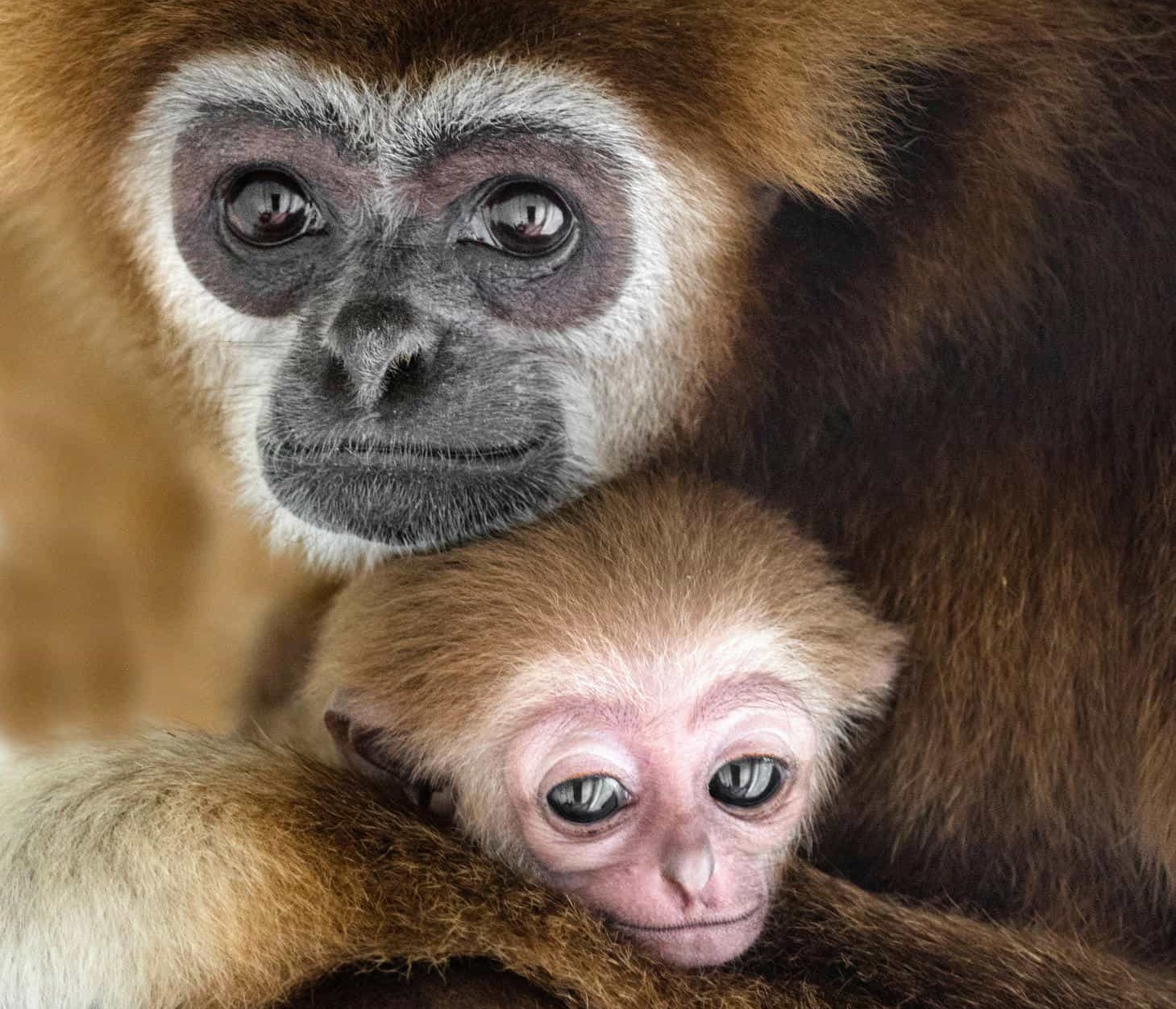 A wildlife photographer captured a touching moment at Skopje Zoo as a mother gibbon cradled her newborn baby, with the heartwarming images melting hearts worldwide.