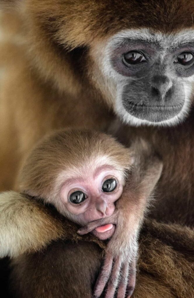 A wildlife photographer captured a touching moment at Skopje Zoo as a mother gibbon cradled her newborn baby, with the heartwarming images melting hearts worldwide.