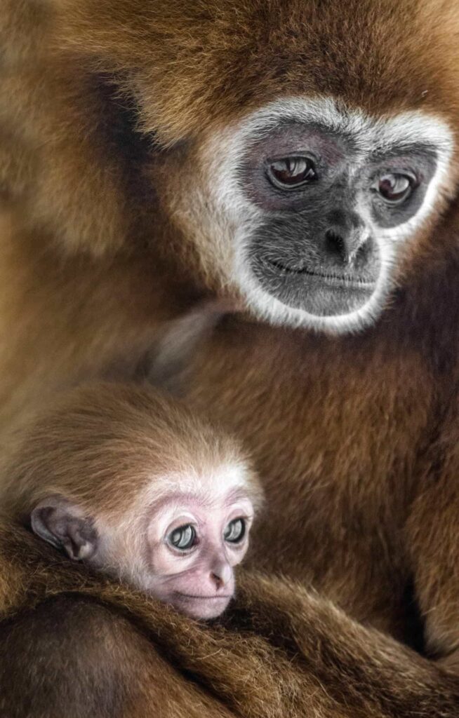A wildlife photographer captured a touching moment at Skopje Zoo as a mother gibbon cradled her newborn baby, with the heartwarming images melting hearts worldwide.