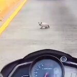 A heroic biker rescued a kitten from busy traffic after spotting it dart under cars, safely pulling the tiny feline to safety before adopting it and naming the lucky survivor Kuki.