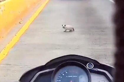 A heroic biker rescued a kitten from busy traffic after spotting it dart under cars, safely pulling the tiny feline to safety before adopting it and naming the lucky survivor Kuki.