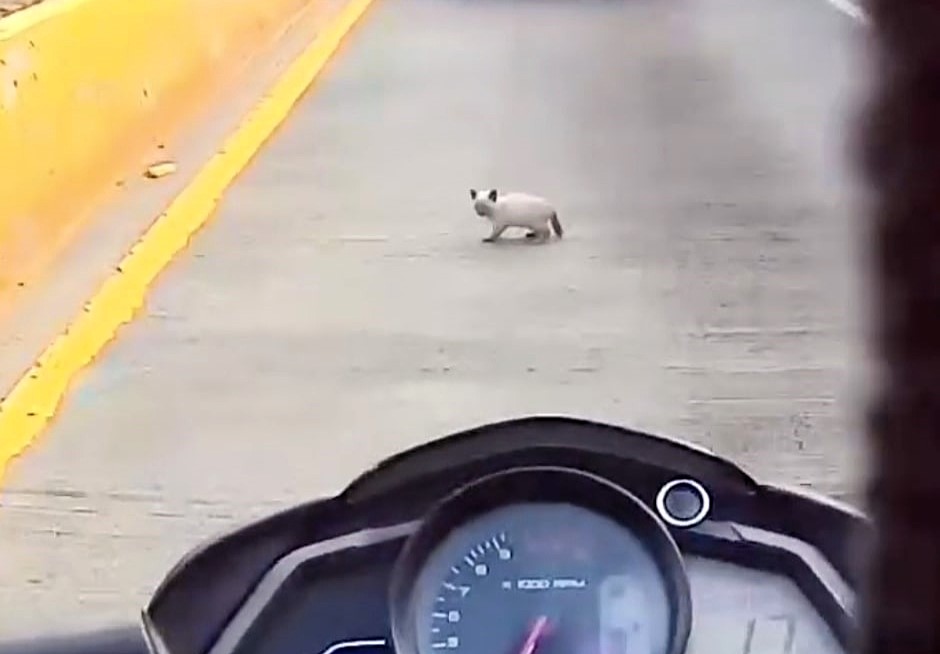 A heroic biker rescued a kitten from busy traffic after spotting it dart under cars, safely pulling the tiny feline to safety before adopting it and naming the lucky survivor Kuki.