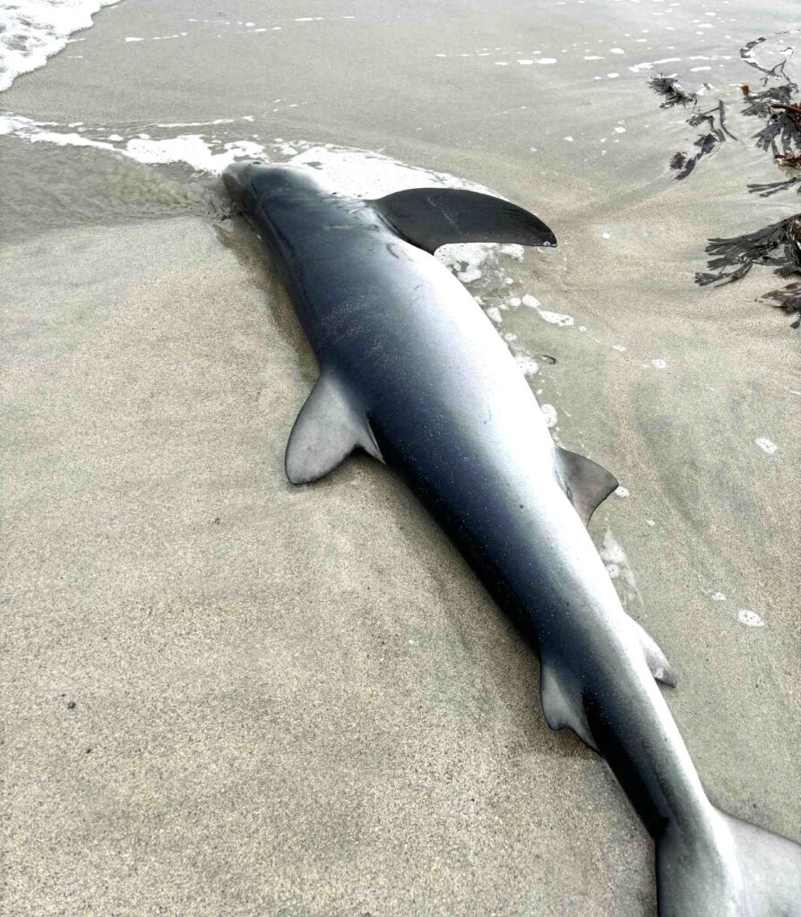 A holidaymaker was shocked to find a nine foot blue shark stranded on a Shetland beach - despite rescue efforts the rare ocean predator sadly died shortly after being discovered.