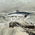 A holidaymaker was shocked to find a nine foot blue shark stranded on a Shetland beach - despite rescue efforts the rare ocean predator sadly died shortly after being discovered.