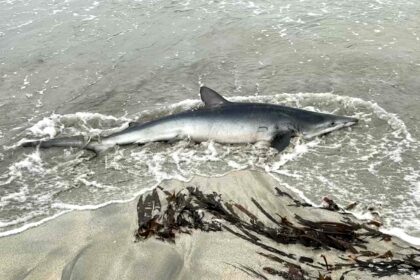 A holidaymaker was shocked to find a nine foot blue shark stranded on a Shetland beach - despite rescue efforts the rare ocean predator sadly died shortly after being discovered.