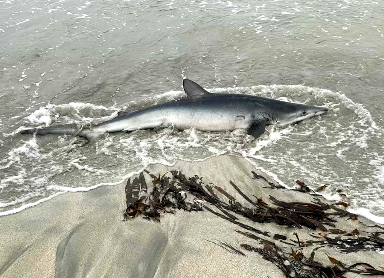 A holidaymaker was shocked to find a nine foot blue shark stranded on a Shetland beach - despite rescue efforts the rare ocean predator sadly died shortly after being discovered.