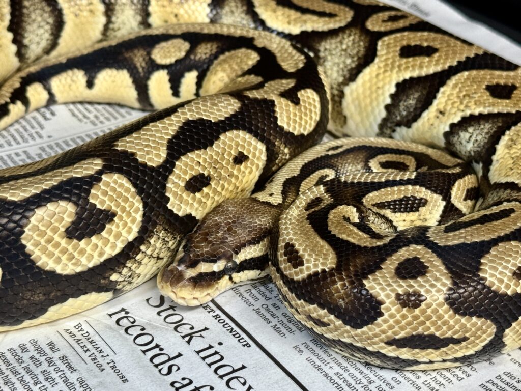 A pet python named Henry was reunited with her family after astonishingly turning up at an In-N-Out drive thru 40 miles from home leaving staff and customers stunned.