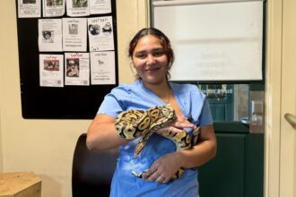 A pet python named Henry was reunited with her family after astonishingly turning up at an In-N-Out drive thru 40 miles from home leaving staff and customers stunned.