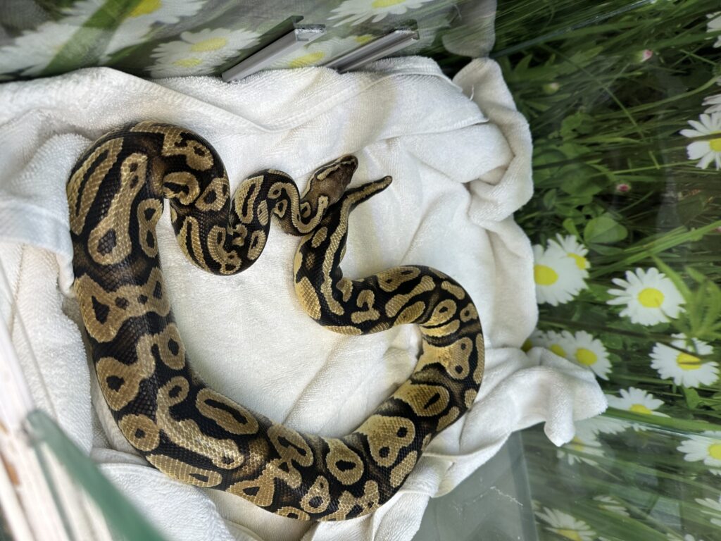 A pet python named Henry was reunited with her family after astonishingly turning up at an In-N-Out drive thru 40 miles from home leaving staff and customers stunned.