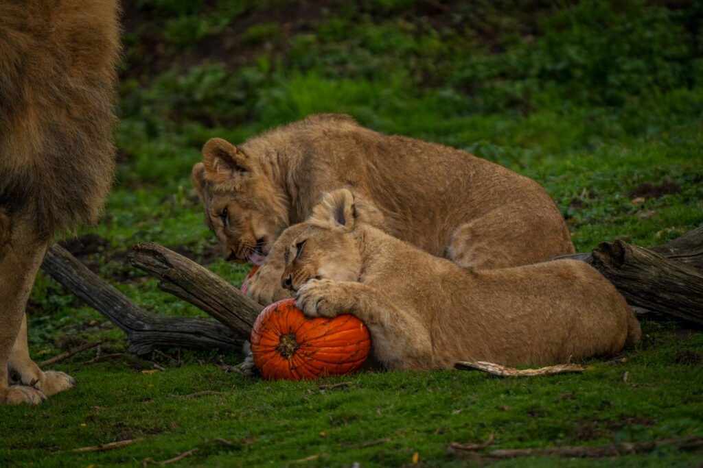Lions and leopards rescued from Ukraine enjoyed Halloween at Yorkshire Wildlife Park playing with pumpkins for the first time as keepers celebrated their heartwarming recovery.