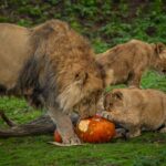 Lions and leopards rescued from Ukraine enjoyed Halloween at Yorkshire Wildlife Park playing with pumpkins for the first time as keepers celebrated their heartwarming recovery.