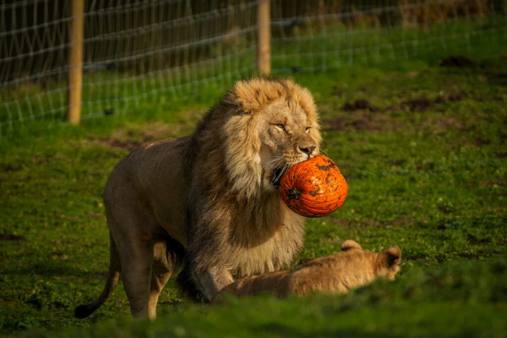 Lions and leopards rescued from Ukraine enjoyed Halloween at Yorkshire Wildlife Park playing with pumpkins for the first time as keepers celebrated their heartwarming recovery.