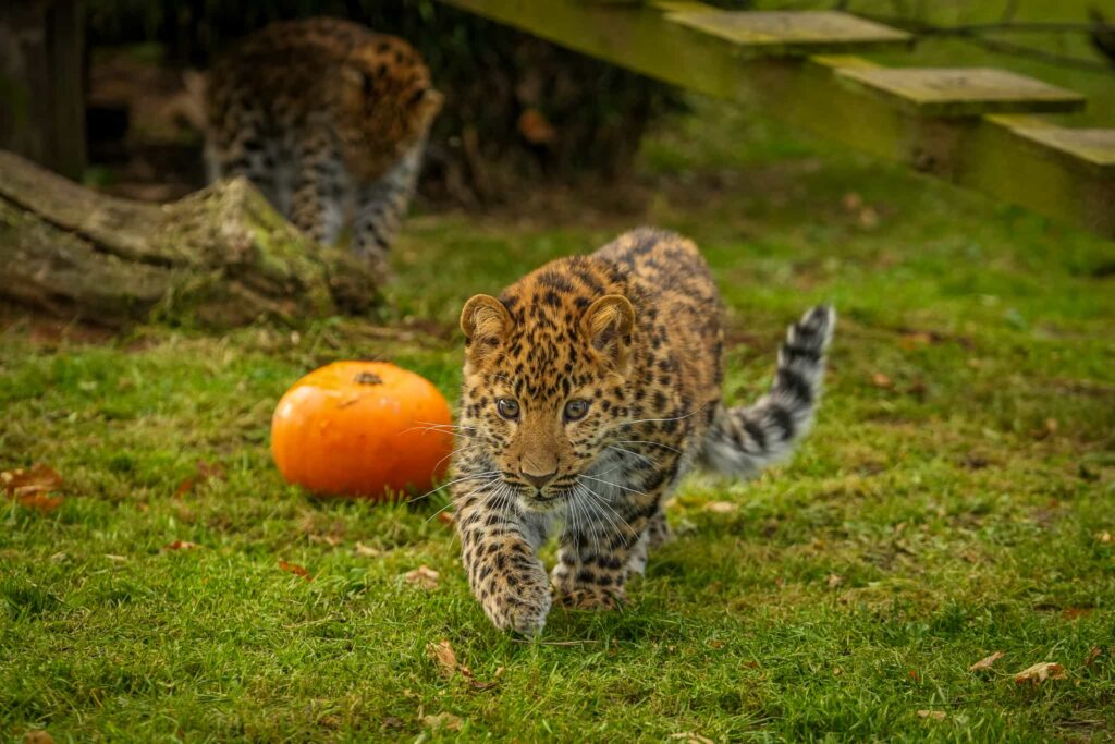 Lions and leopards rescued from Ukraine enjoyed Halloween at Yorkshire Wildlife Park playing with pumpkins for the first time as keepers celebrated their heartwarming recovery.