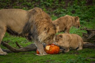 Lions and leopards rescued from Ukraine enjoyed Halloween at Yorkshire Wildlife Park playing with pumpkins for the first time as keepers celebrated their heartwarming recovery.