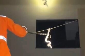 Residents in Belo Horizonte, Brazil, were stunned to see a snake slithering along a power line before firefighters safely removed it and released it into nearby woodland.