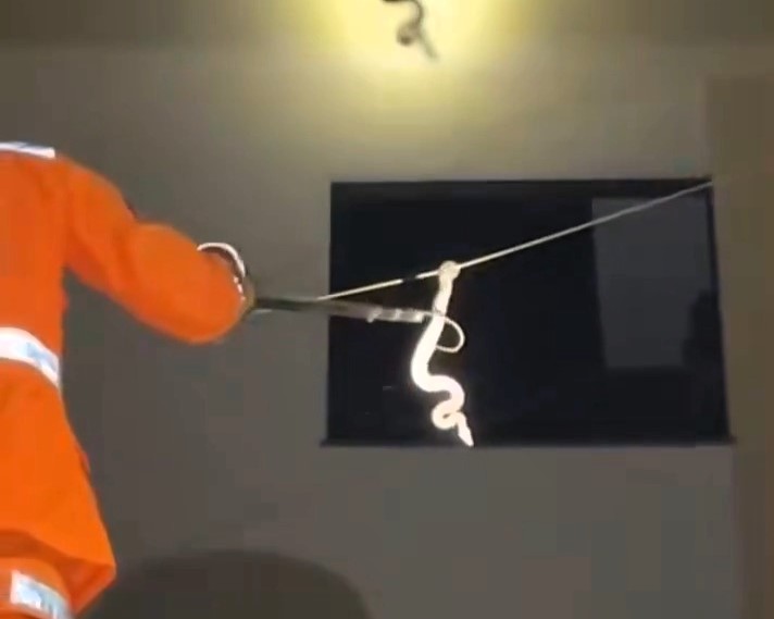 Residents in Belo Horizonte, Brazil, were stunned to see a snake slithering along a power line before firefighters safely removed it and released it into nearby woodland.