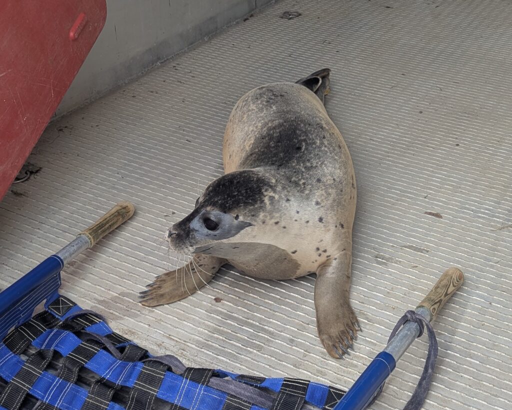 Two seals stranded in the River Nene for three years were rescued and returned to the sea after depleting local fish stocks by 95 percent, ending a complex wildlife operation in Cambridgeshire.