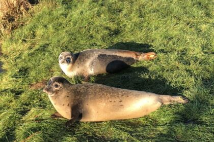 Two seals stranded in the River Nene for three years were rescued and returned to the sea after depleting local fish stocks by 95 percent, ending a complex wildlife operation in Cambridgeshire.
